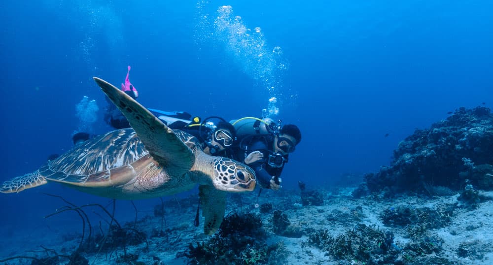 menjangan diving