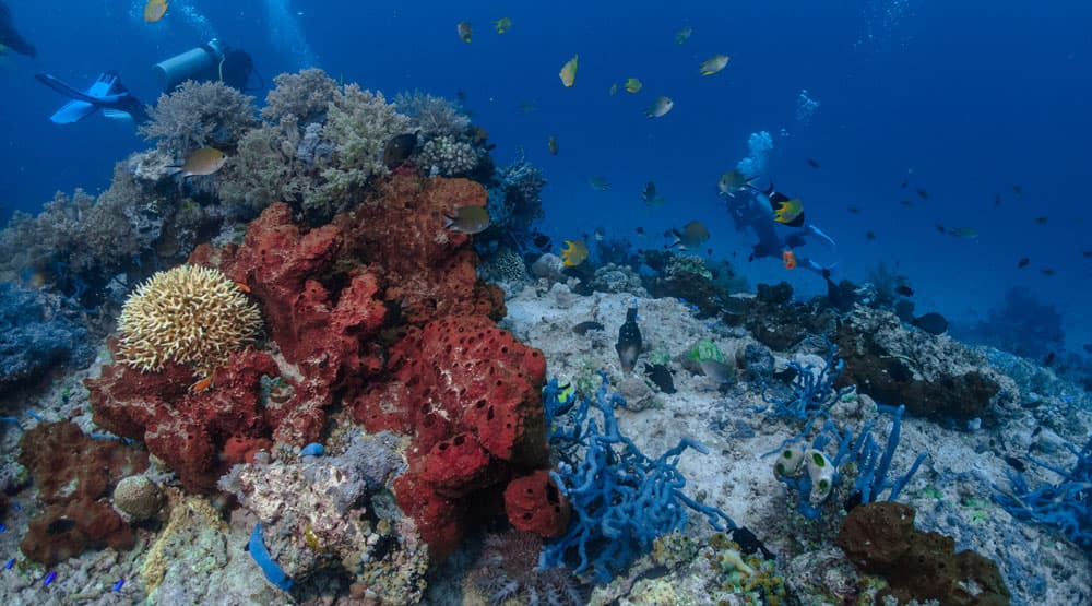 menjangan diving