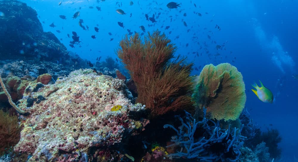 menjangan diving