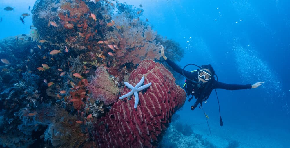 menjangan diving