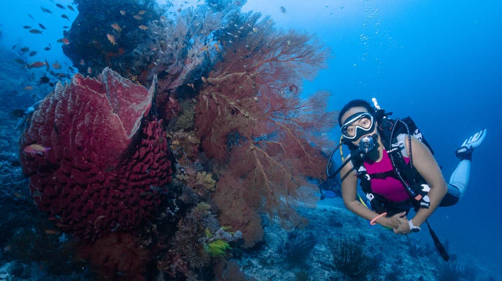 menjangan diving