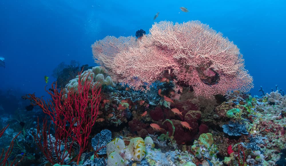 menjangan diving