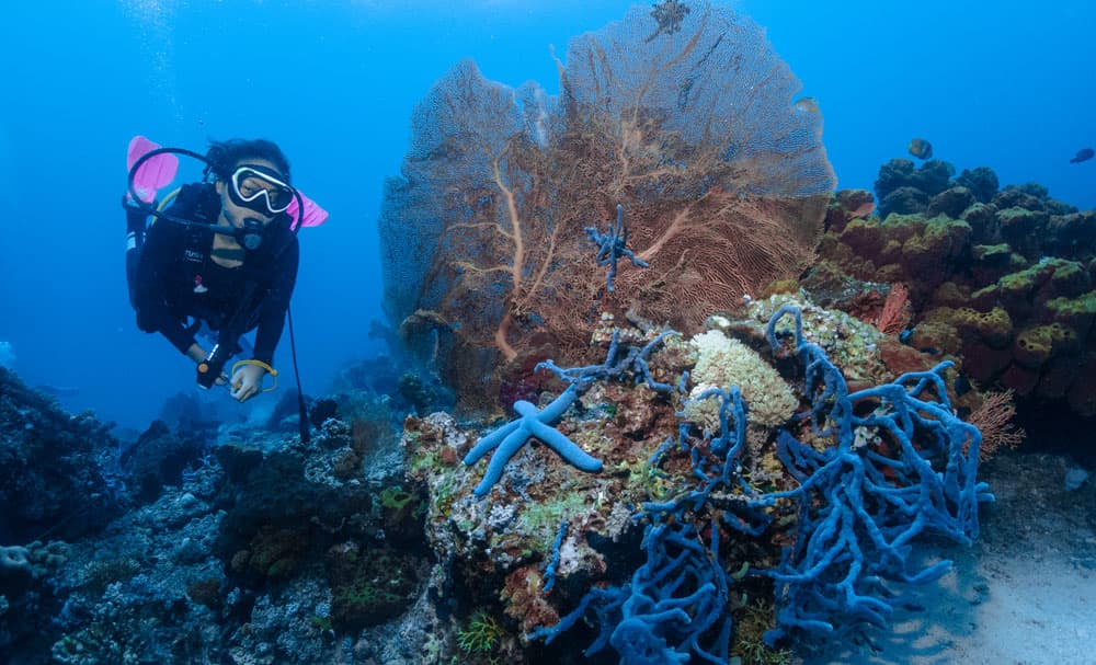 menjangan diving