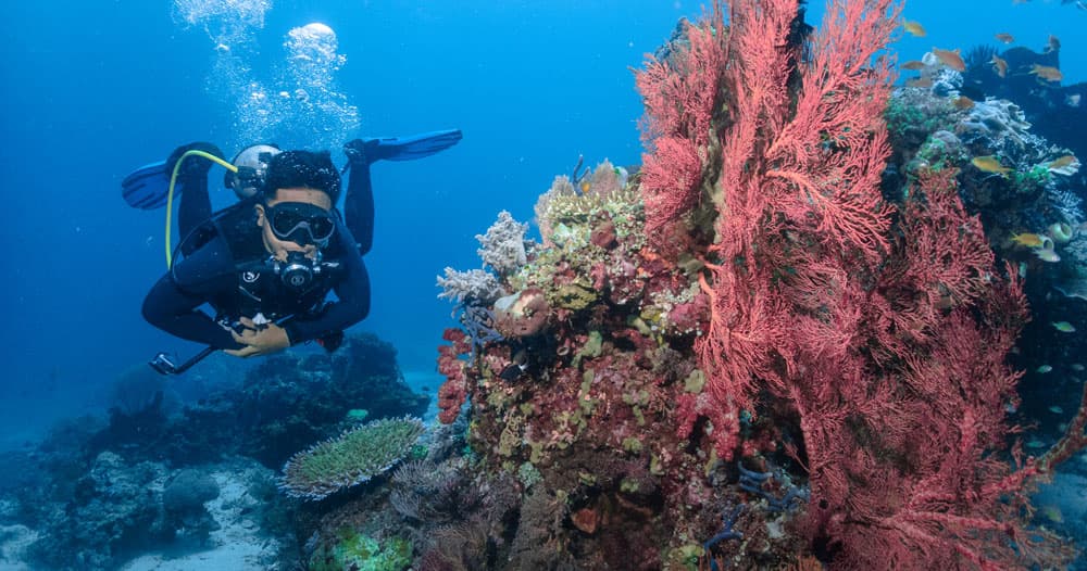 menjangan diving