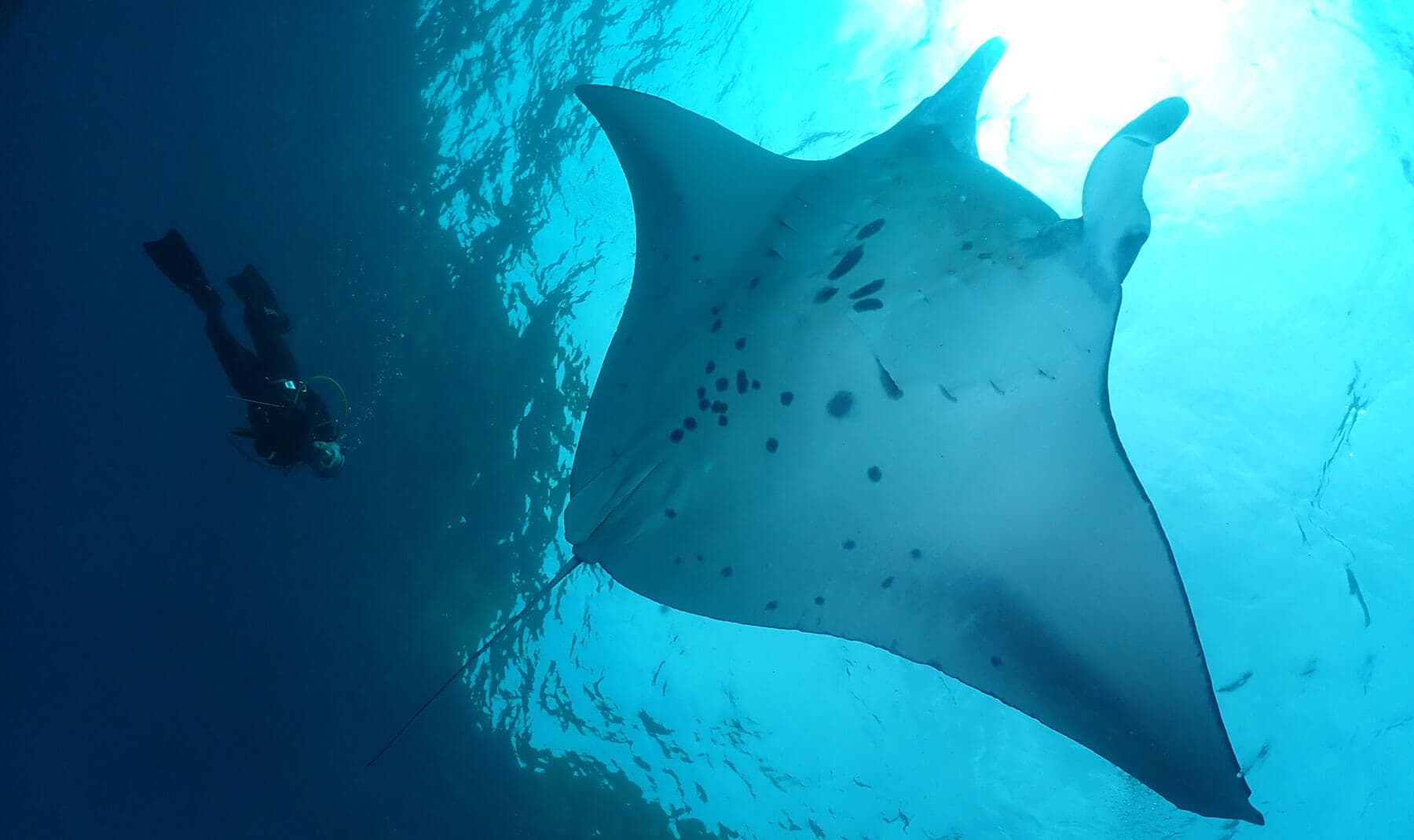 nusa penida diving