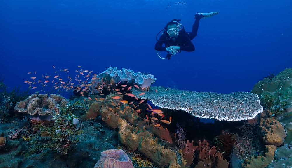 padang bai diving