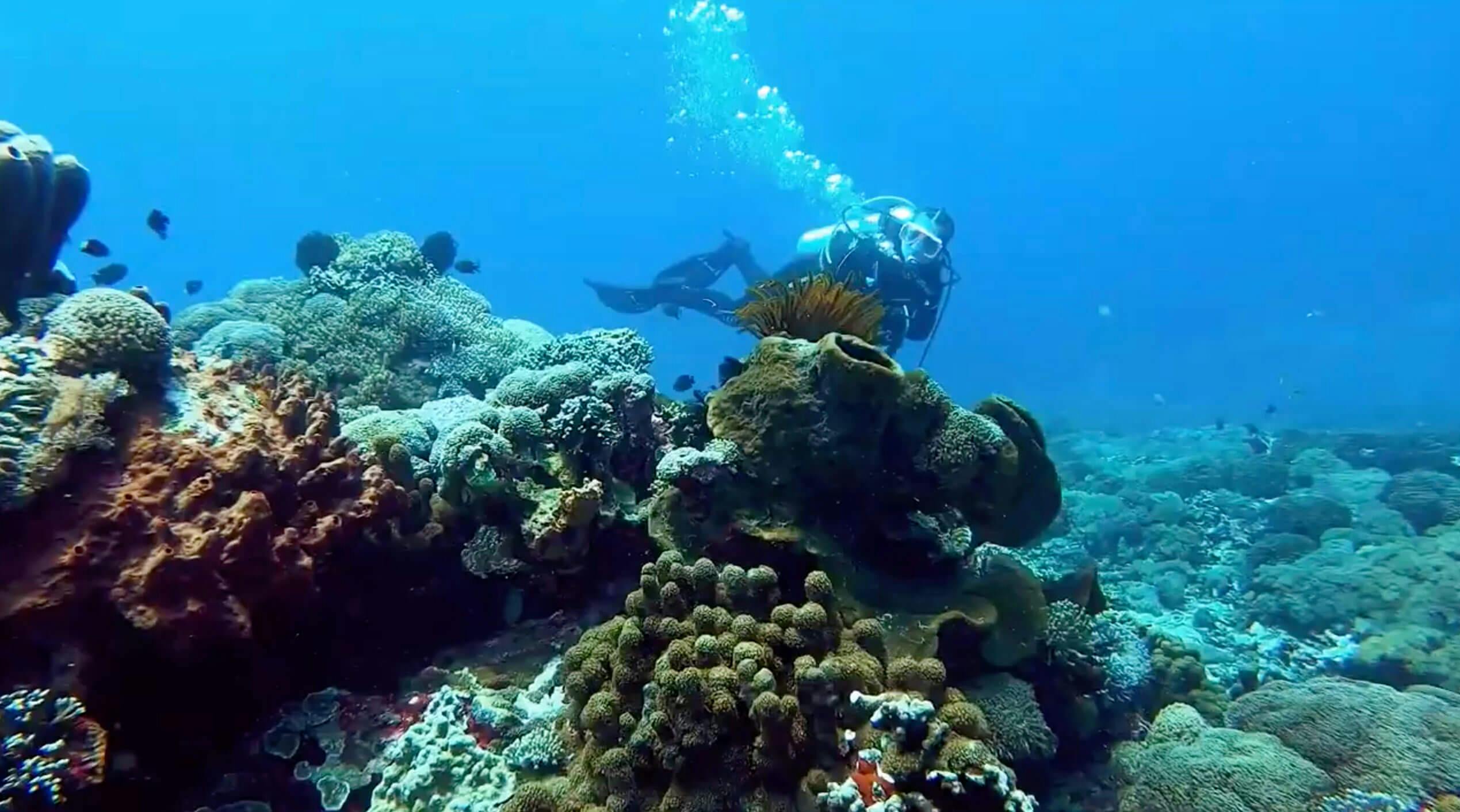 Bali Stingray Divers